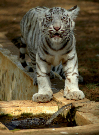 ベンガルトラの赤ちゃん、水遊びにトライ