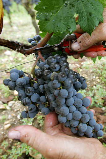 ブドウのゲノム完全解読に成功、病害対策などに期待