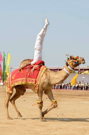 ラクダの上で曲芸披露、インド国境警備隊