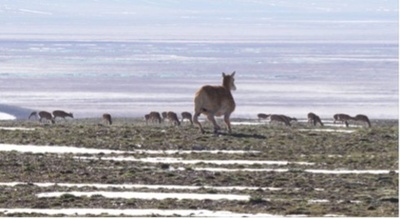 中国・ココシリに「ロボットチルー」が登場