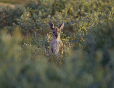豪で「近親相姦農場」見つかる、先天異常の子ら12人保護
