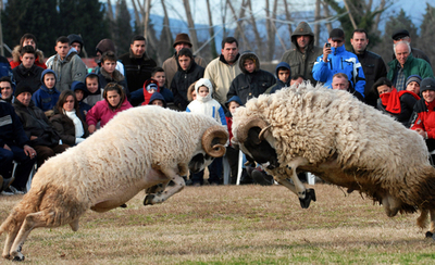 モンテネグロで闘羊祭、羊の勇姿が観客を魅了