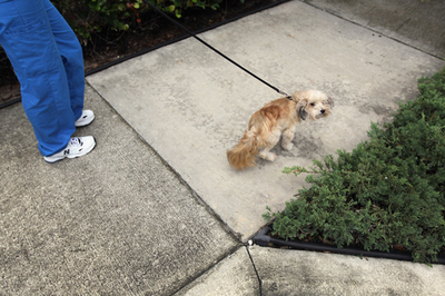 「犬のふんを拾って金塊を当てよう」、台湾・新北市で今年も