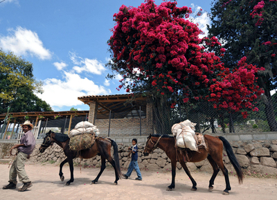 ホンジュラス、農夫の父子