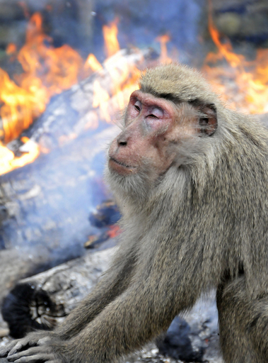 たき火で極楽、160匹のニホンザル