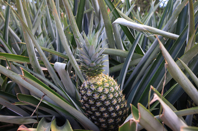 デルモンテ農園からパイナップル窃盗か、4人遺体で発見 ケニア