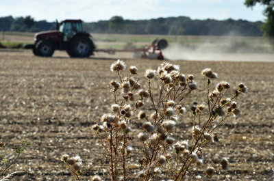 「牧草がない」 猛暑による干ばつで悲鳴、欧州畜産業