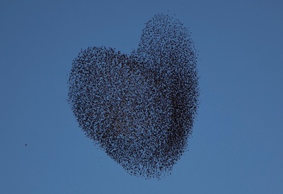 空に「ハート」描くムクドリたち、イスラエル