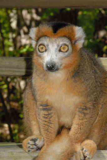 キツネザルの密猟が急増、高級食材としてレストランに マダガスカル
