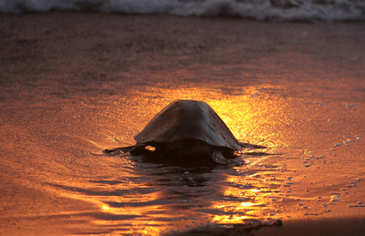 コスタリカ、ウミガメの大群が産卵