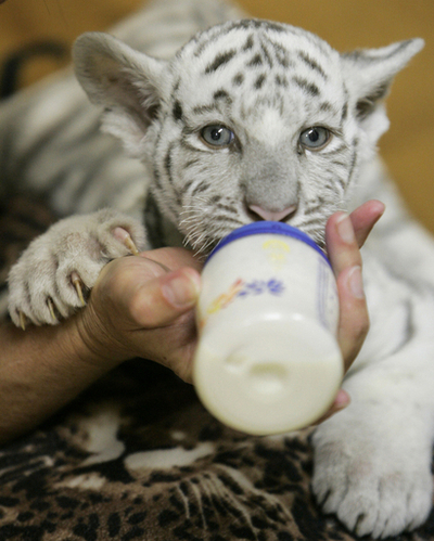 ホワイトタイガーの赤ちゃん、ミルクですくすく