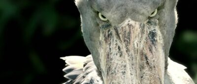 「韓国に1羽だけ」絶滅危惧種、1年分の食費4000万円