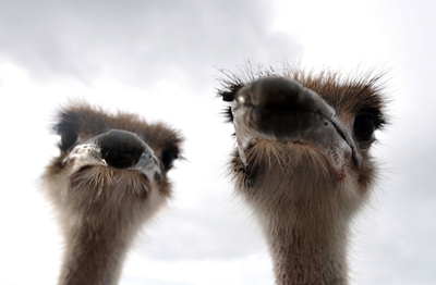 ダチョウ、カメラに興味津々