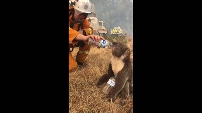 動画：コアラに水を飲ませる消防士 豪森林火災現場での映像