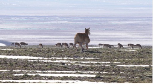 中国・ココシリに「ロボットチルー」が登場