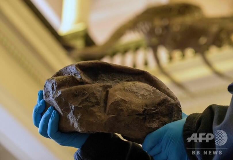 南極で発見の謎の化石、6800万年前の巨大な卵 最新分析で判明