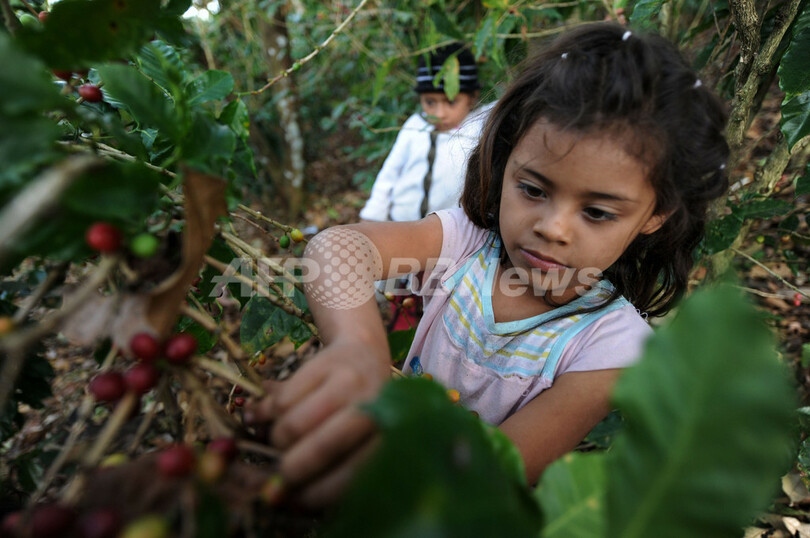 コーヒー豆を収穫するホンジュラスの児童労働者たち 写真11枚 国際ニュース Afpbb News