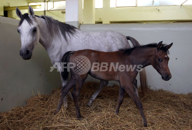 サウジのアラブ馬繁殖家にモロッコ国王から種牡馬贈呈