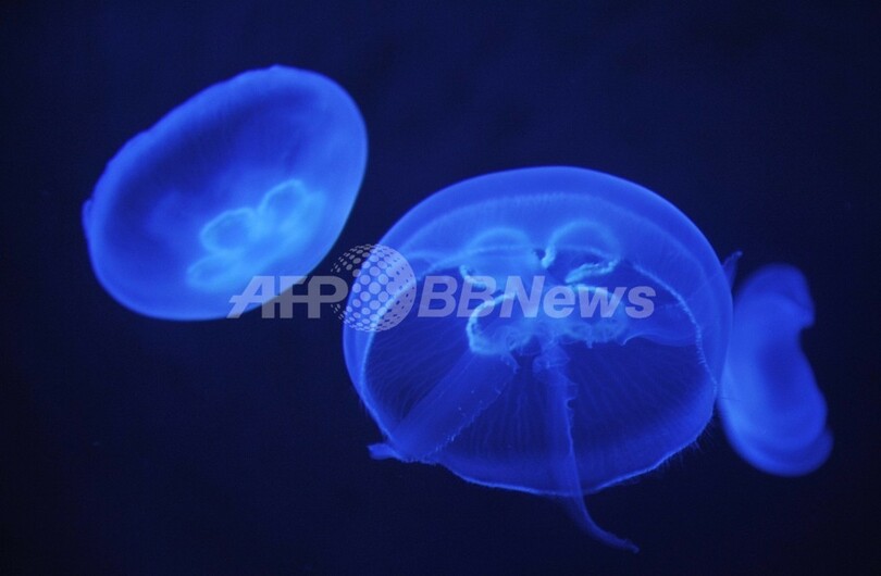 すべての海洋生物をリストアップするプロジェクト、約12万2500種を特定