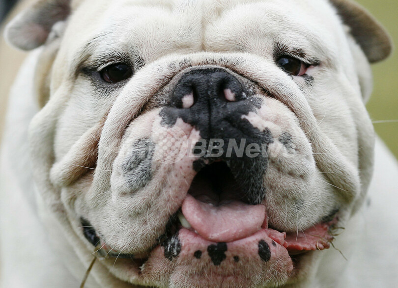 お目当ては犬ではなくペットシッター、パリの「ドッグデート」