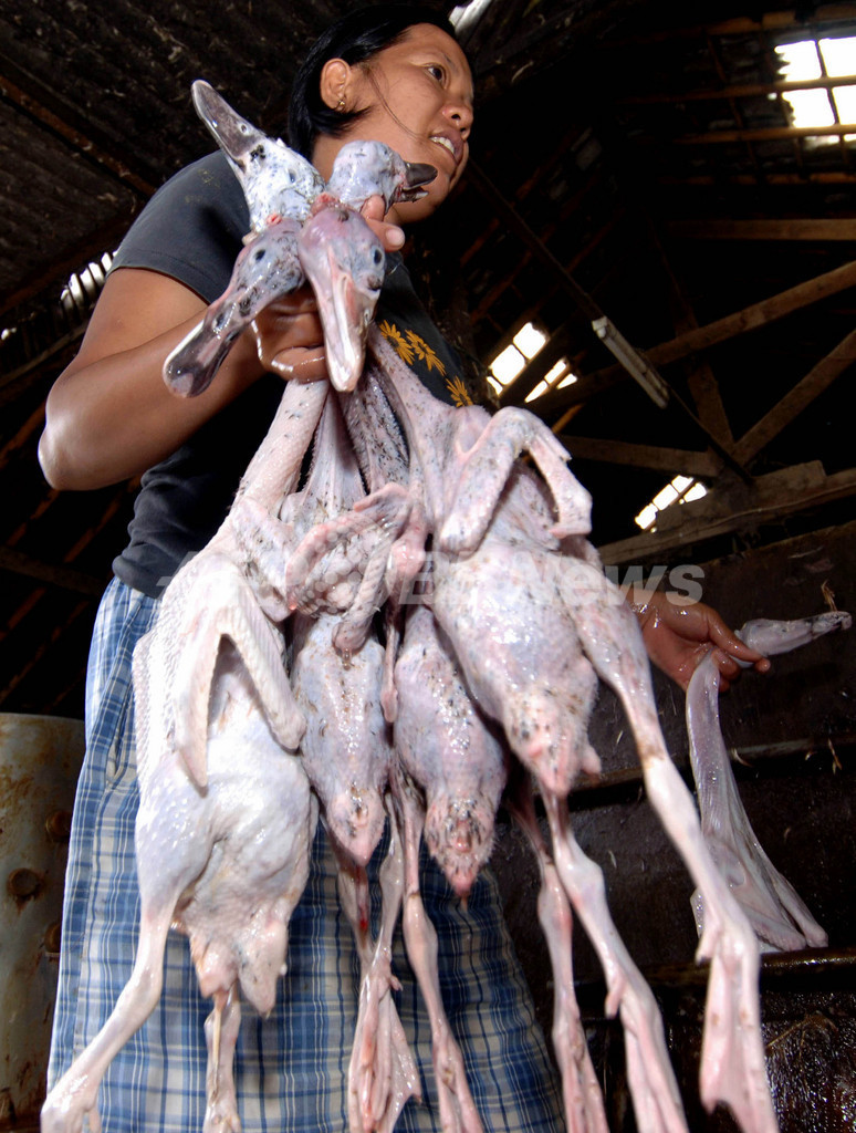 鳥インフルエンザ 新たなワクチン開発システムを要請 インドネシア 写真1枚 国際ニュース Afpbb News