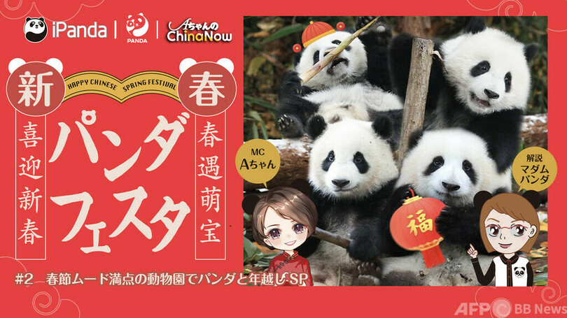 中国発パンダ配信番組 和歌山から帰国した「永明」親子3頭の最新映像も