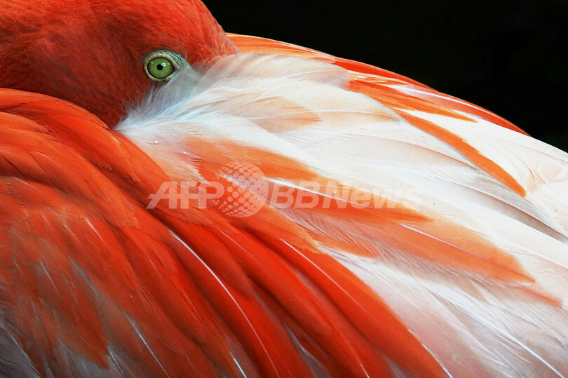 色鮮やかな鳥類や動物の宝庫 南米コロンビア カリの動物園 写真11枚 国際ニュース Afpbb News