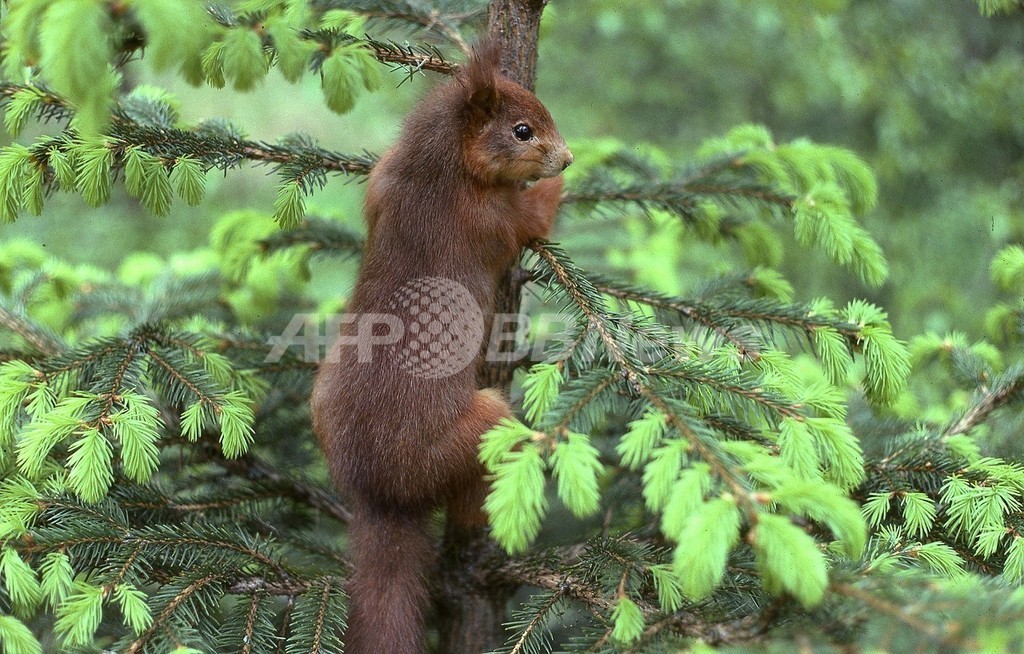 リスたちの仁義なき戦い、灰色リスを大量駆除へ スコットランド 写真2枚 国際ニュース:AFPBB News