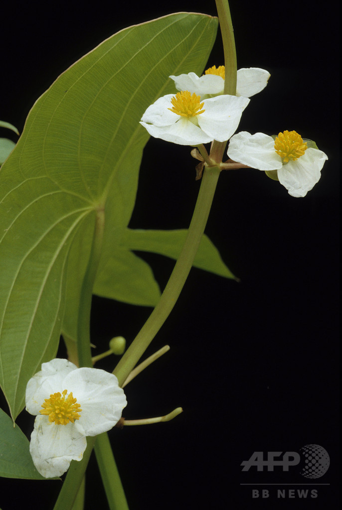 3800年前の根菜を発見、先住民が栽培 カナダ 3800年前の根菜を発見、先住民が栽培 カナダ