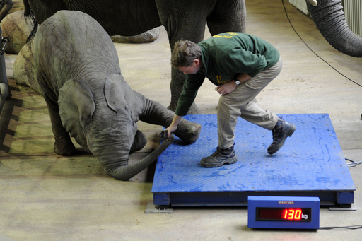 体重はかるのいやだゾウ 独動物園で身体測定 写真14枚 国際ニュース Afpbb News