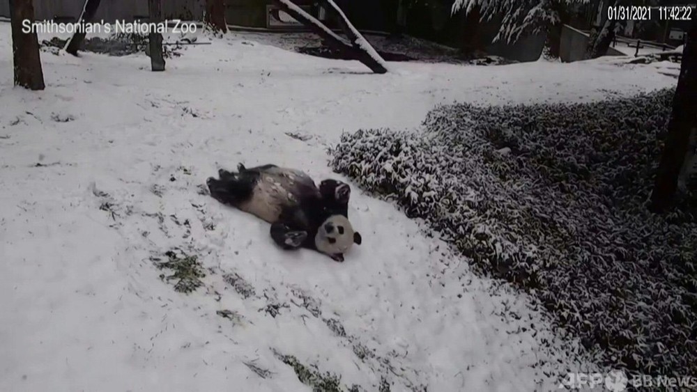 動画 丘の上から わ い 米動物園のパンダたちが雪遊び 写真1枚 国際ニュース Afpbb News