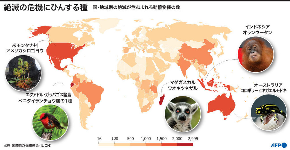 マダガスカルのキツネザル ほぼ全種が 絶滅の危機 レッドリスト 写真5枚 国際ニュース Afpbb News