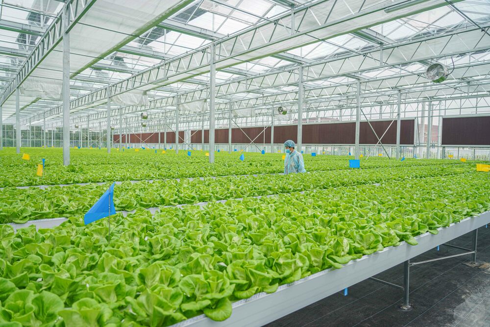 中国の農産物品質安全定例検査合格率、21年は97・6% 写真1枚 国際ニュース:AFPBB News