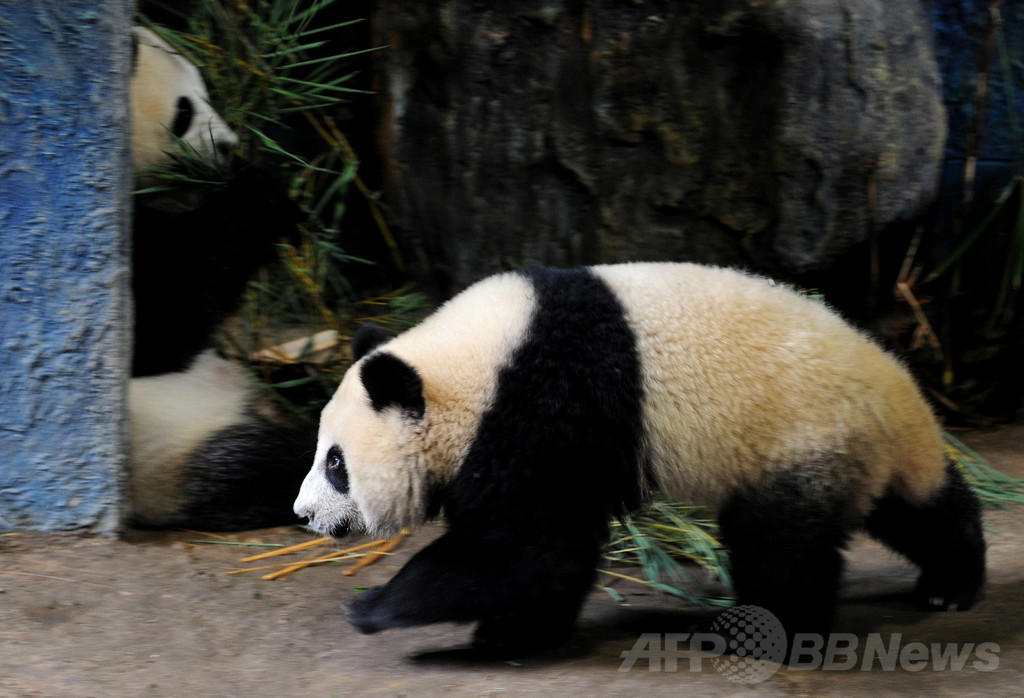 タイ動物園、新年の赤ちゃんパンダ誕生を発表