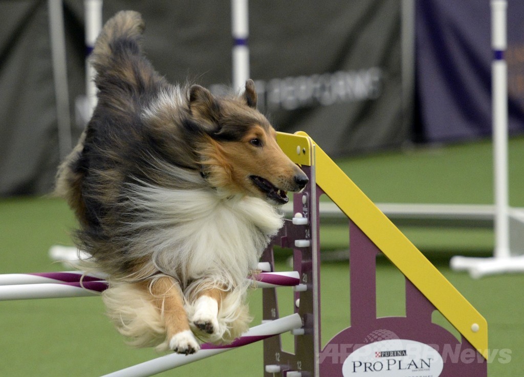 犬の機敏さ競う「アジリティ」選手権、NYで開催