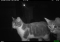 米首都ワシントンに設置されたカメラが捉えた猫。DC Cat Count/Humane Rescue Alliance提供（2018年12月4日撮影）。(c)Handout / DC Cat Count/Humane Rescue Alliance / AFP