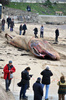 フランス西部レ・サーブル・ドロンヌ（Les Sables d&apos;Olonne）の海岸で25日早朝、全長18メートルのクジラが打ち上げられているのがみつかった。

写真は、浜辺に横たわるクジラと集まった人たち（2013年1月25日撮影）。(c)AFP/FRANK PERRY