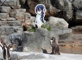 アニメキャラクター「フルル」のパネルのそばにいるフンボルトペンギンのグレープ君（写真下右）。東武動物公園提供（2017年8月27日撮影、同年10月14日公開）。(c)AFP/TOBU ZOO