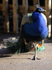 フランス東部アムネビル（Amneville）動物園の動物たち。写真はクジャク（2012年2月2日撮影）。(c)AFP/JEAN-CHRISTOPHE VERHAEGEN
