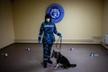 ロシアのアエロフロート・ロシア航空が行っているコロナ探知犬の訓練。モスクワ・シェレメチェボ空港付近で（2020年10月9日撮影）。(c)Dimitar DILKOFF / AFP