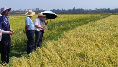 耐アルカリ稲の生産量1ヘクタール当たり約7530キロ 中国海南省