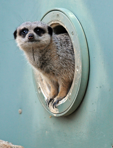動物園の人気者はミーアキャット、オーストラリア
