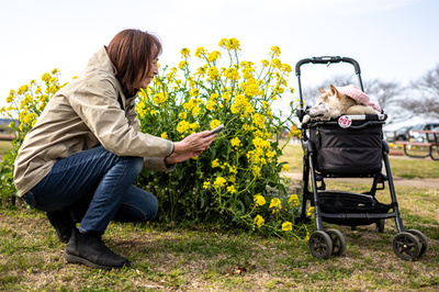 柴犬「かぼす」死ぬ ドージコインのアイコンモデル