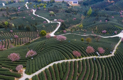 【写真特集】茶畑に春、茶農家の繁忙期
