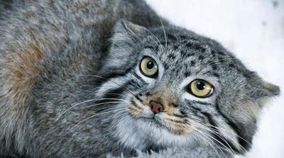 中国初の人工繁殖に成功したマヌルネコが病死