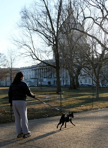 オバマ一家が選んだファースト・ドッグ候補、原産国ポルトガルでは歓迎ムード