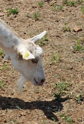 エコでかわいいヤギが人気、米最新草むしり事情