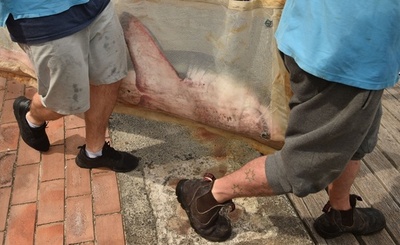 ビーチに打ち上げられたホオジロザメの子、海に戻る 豪シドニー