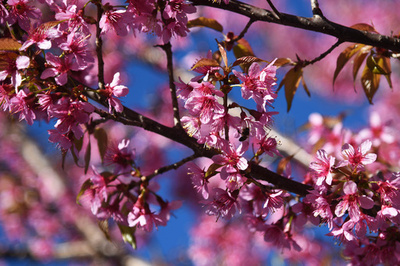 冬空に映える桜　中国・昆明
