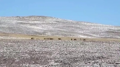 動画:国家公園でオオカミの群れを撮影 中国青海省